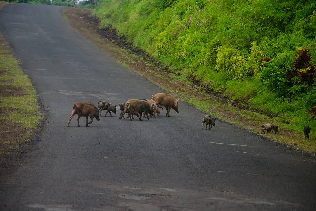 Corbett Jungle photo 4 of 6