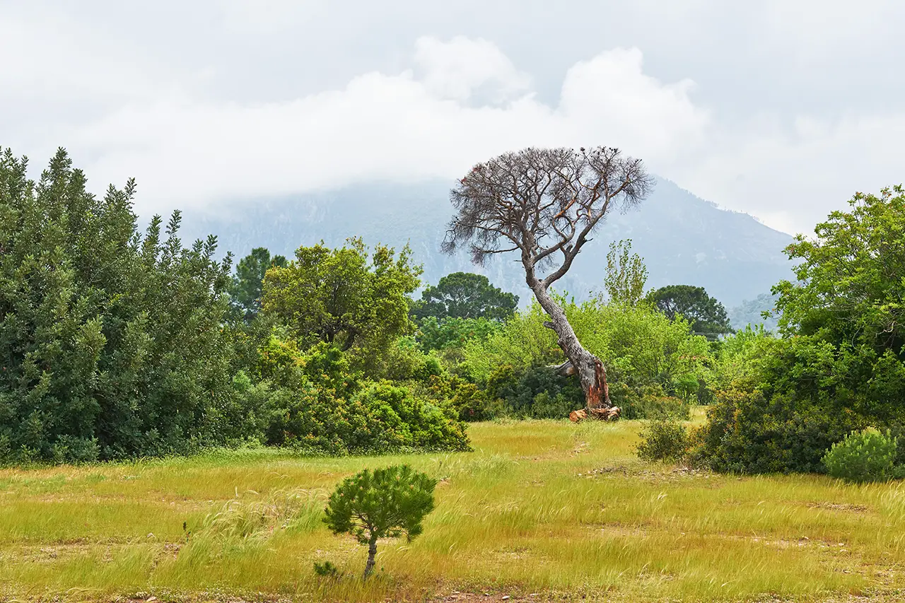 Corbett Jungle photo 5 of 6