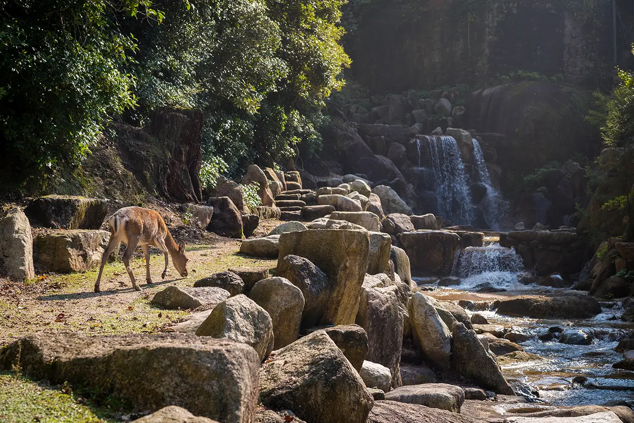 Corbett Jungle photo 6 of 6