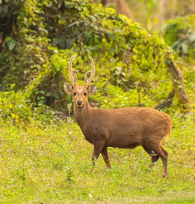 Nainital lake and Corbett jungle tour