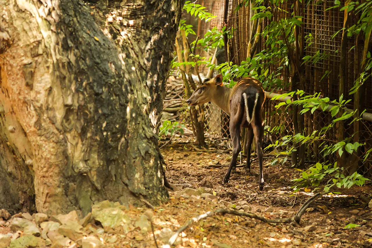 Corbett Jungle photo 1 of 6