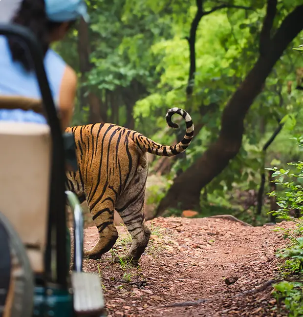 Jeep safari in the Phato zone of Corbett