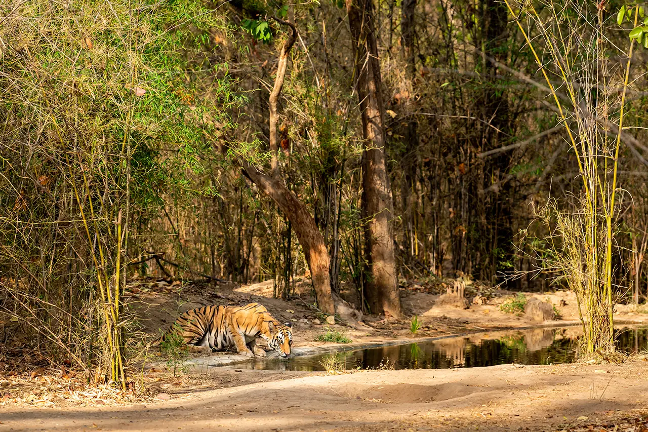 Corbett Jungle photo 2 of 6