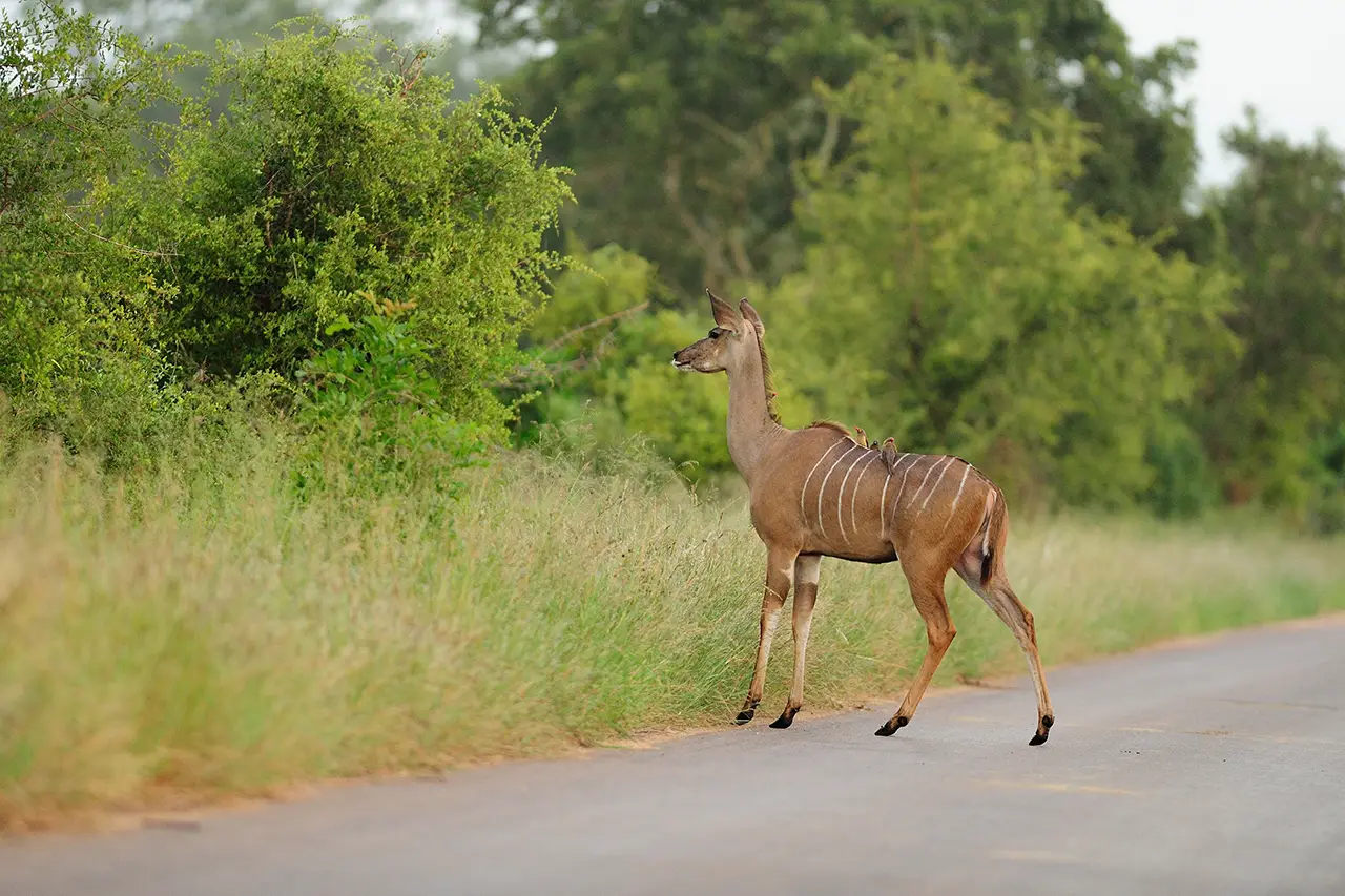 Corbett Jungle photo 3 of 6