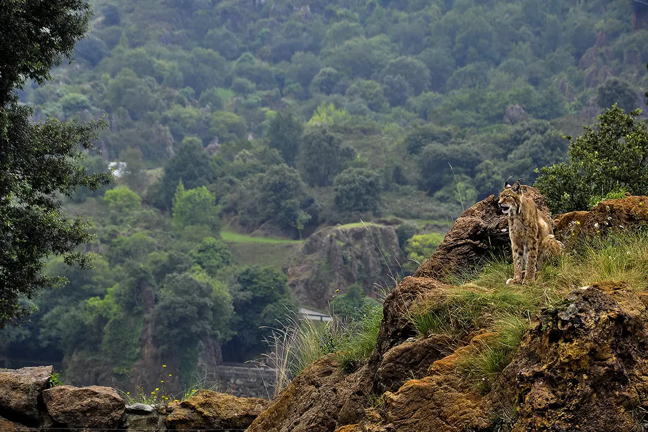Corbett Jungle photo 5 of 6