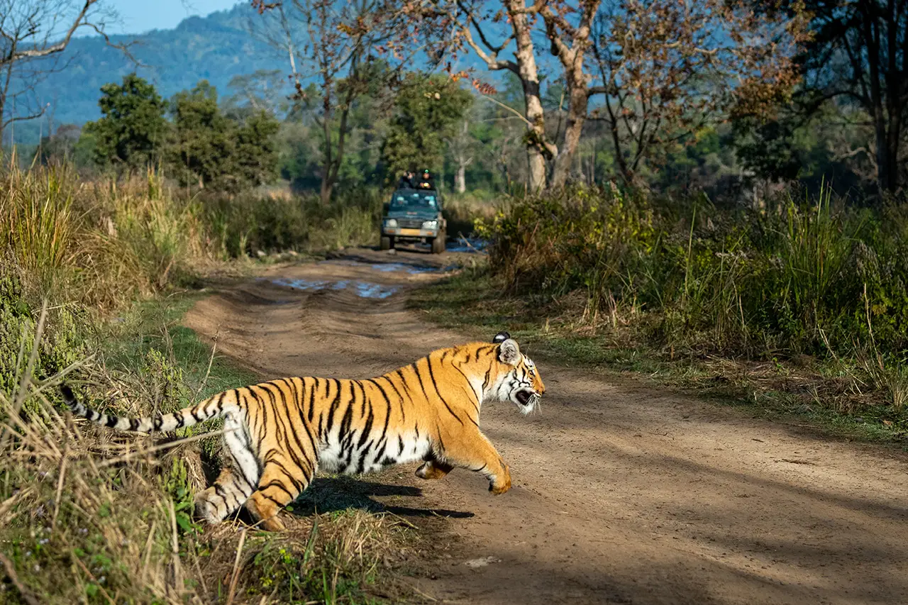Corbett Jungle photo 6 of 6