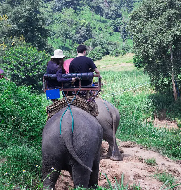 Elephant in the Phato zone forest
