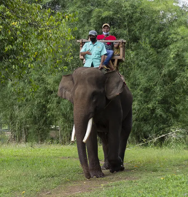 Visitors on an elephant safari in the forest