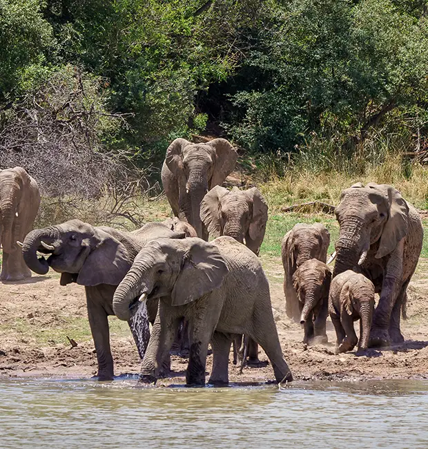 Elephant in the grasslands of Dhikala