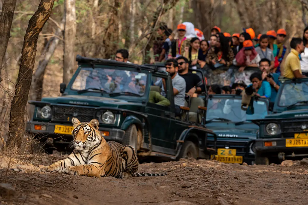 Tourists on a jeep safari watching a tiger in Corbett National Park